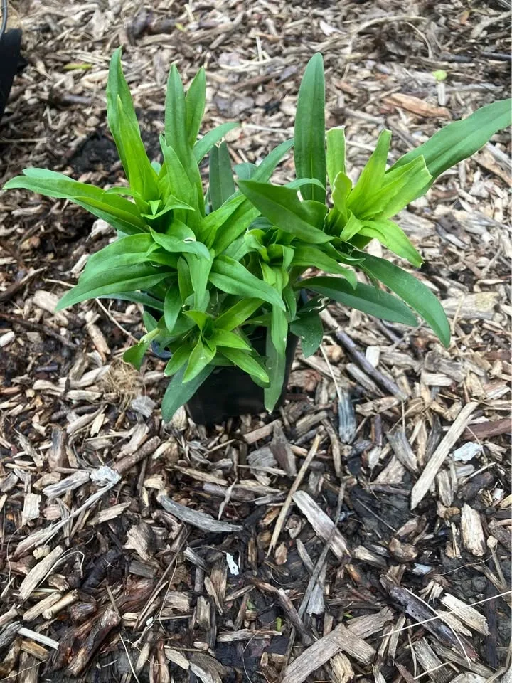 🌸 Sweet William Plant @Mississauga - photo 2