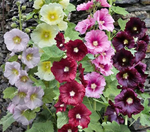 Hollyhock Plants (Mix color) @ Mississauga