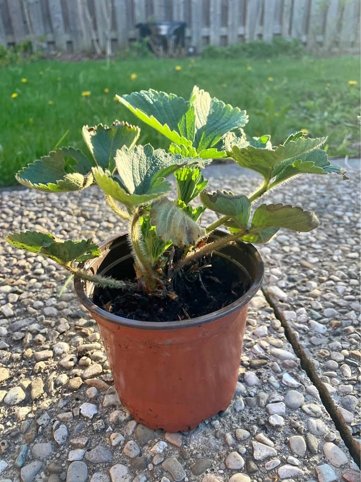 Healthy Everbearing Strawberry Plant @ Mississauga