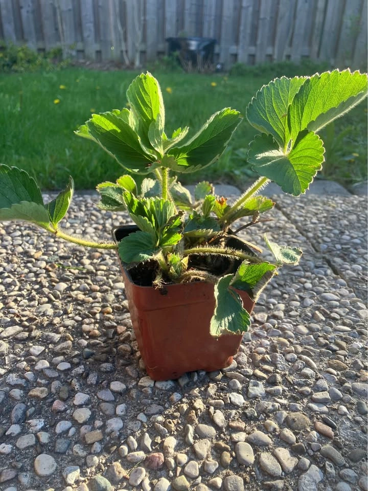 Healthy Everbearing Strawberry Plant @ Mississauga - photo 2