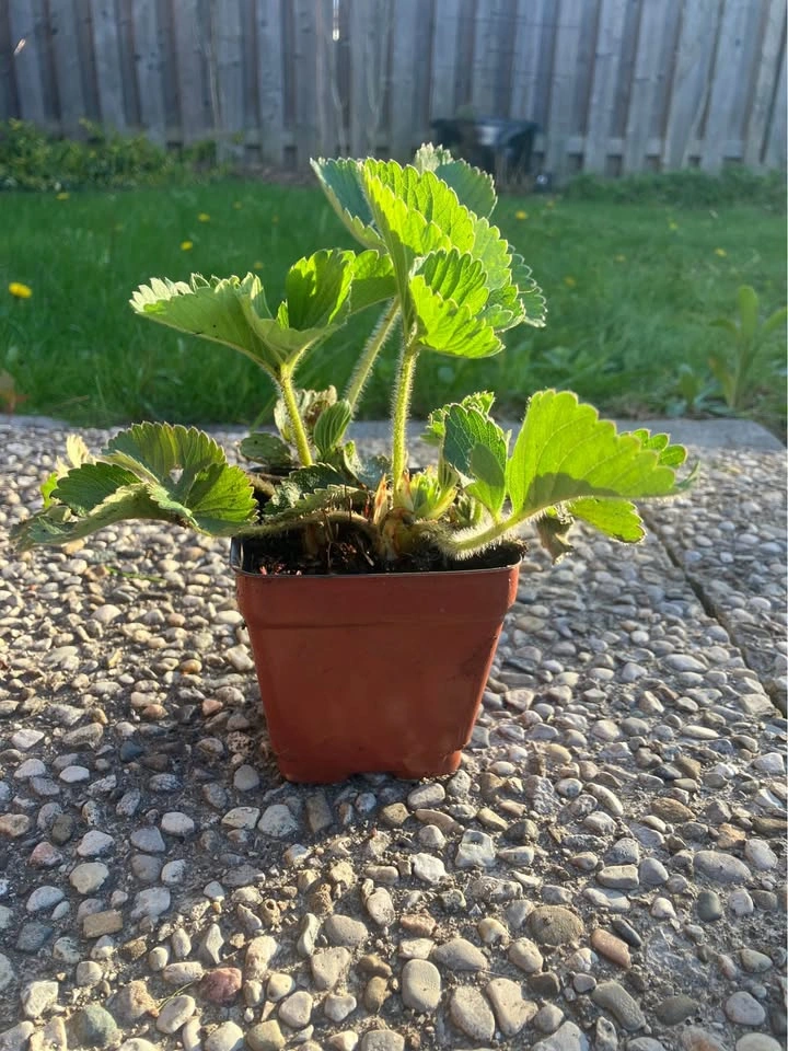 Healthy Everbearing Strawberry Plant @ Mississauga - photo 3