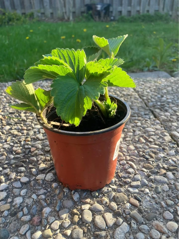 Healthy Everbearing Strawberry Plant @ Mississauga - photo 4