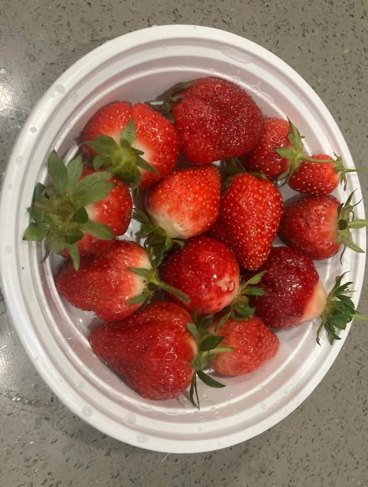Healthy Everbearing Strawberry Plant @ Mississauga - photo 5