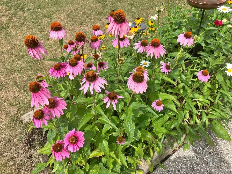 Healthy Coneflower (Echinacea) Plant @ Mississauga