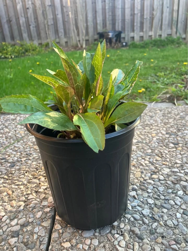 Healthy Coneflower (Echinacea) Plant @ Mississauga - photo 2