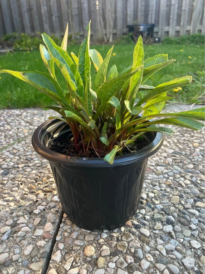 Healthy Coneflower (Echinacea) Plant @ Mississauga - photo 4