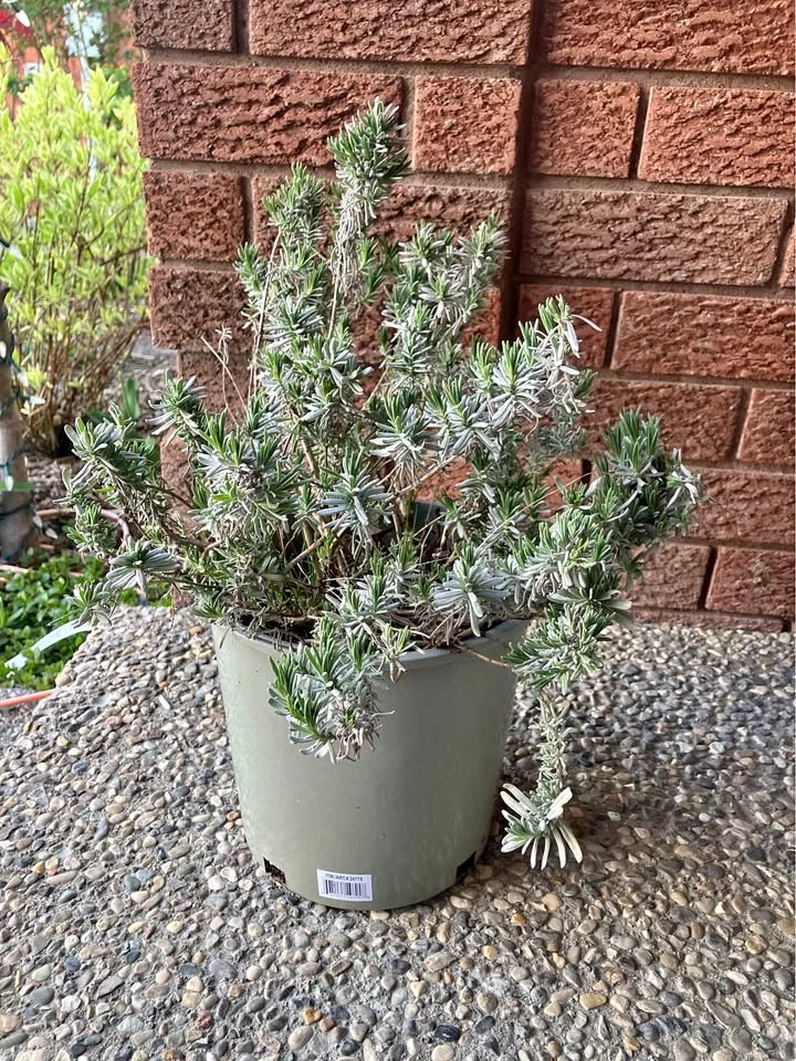 Established English Lavender Plant @Mississauga