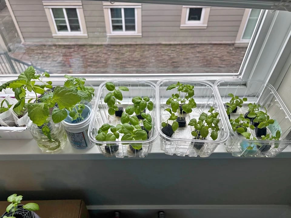 Fresh Shiso & Basil Seedlings / Herb Plants 🌿