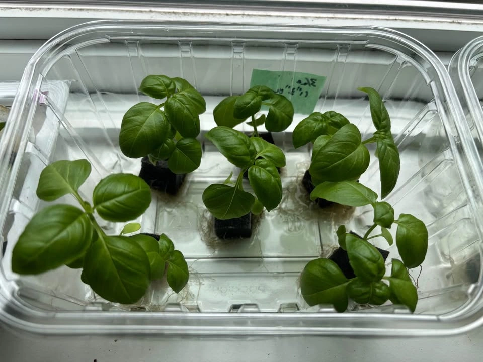 Fresh Shiso & Basil Seedlings / Herb Plants 🌿 - photo 2