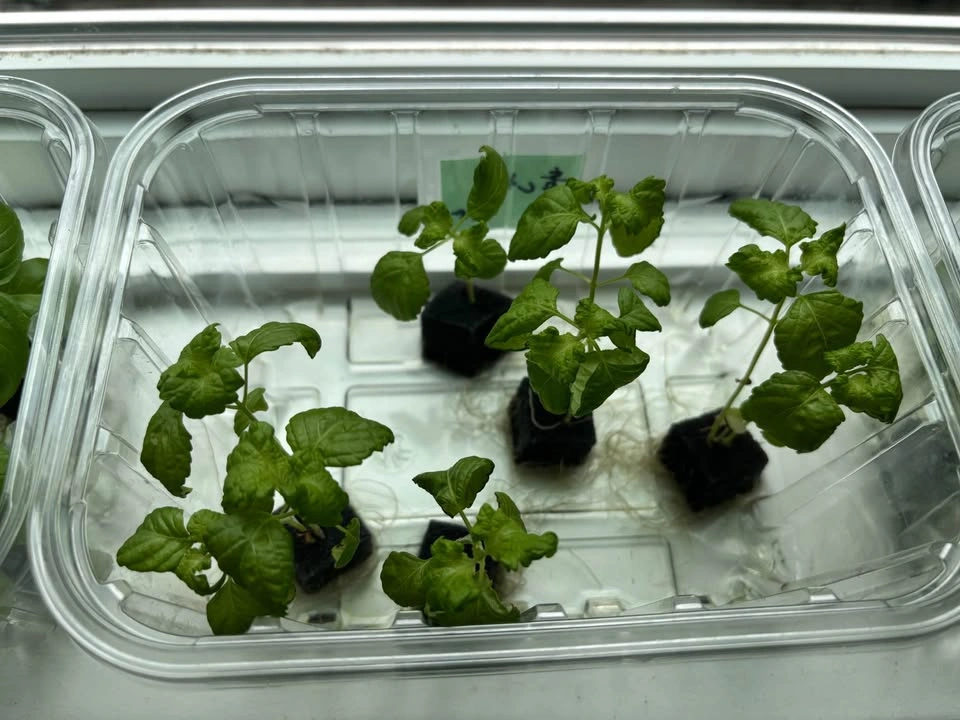 Fresh Shiso & Basil Seedlings / Herb Plants 🌿 - photo 3