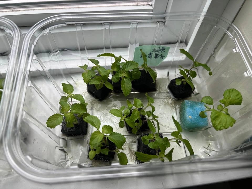 Fresh Shiso & Basil Seedlings / Herb Plants 🌿 - photo 4