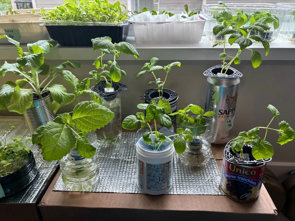 Fresh Shiso & Basil Seedlings / Herb Plants 🌿 - photo 5