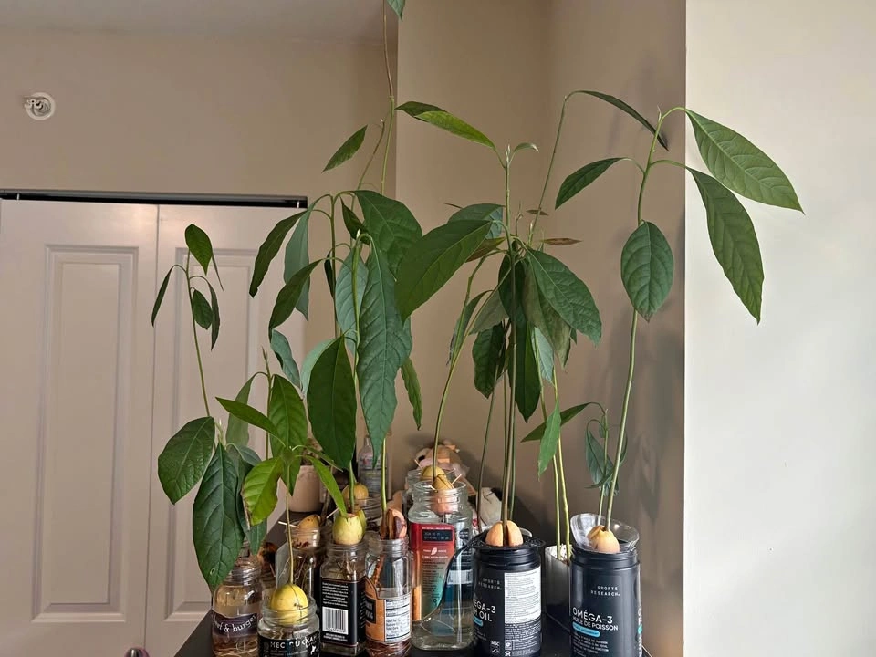Avocado Seedlings / Young Avocado Plants – Grown from Seed 🌱