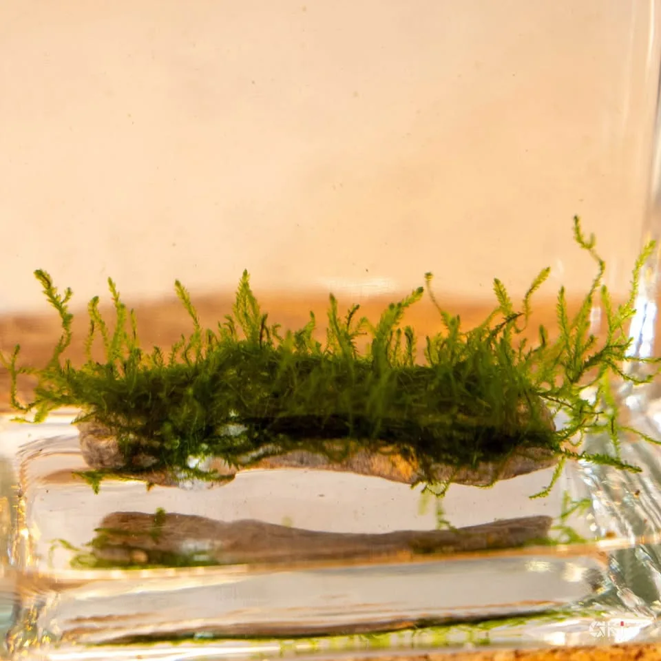 Flame moos - Aquarium plants image indicator(6)