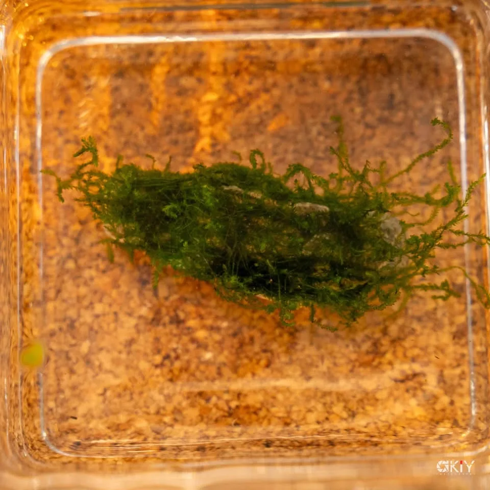 Flame moos - Aquarium plants image indicator(7)