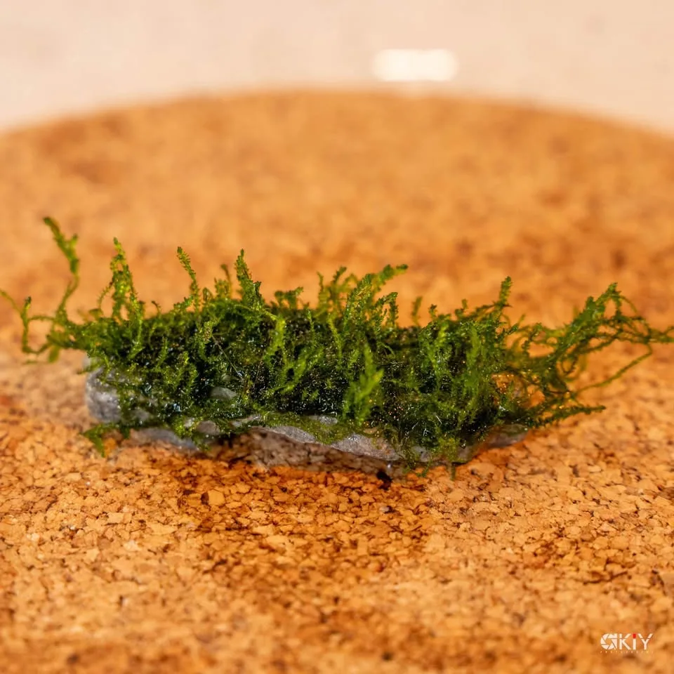 Flame moos - Aquarium plants image indicator(8)