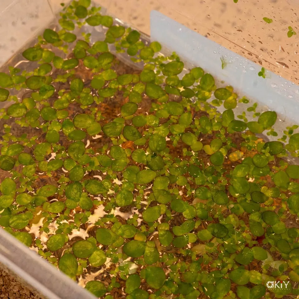 Aquarium floating plants image indicator(2)