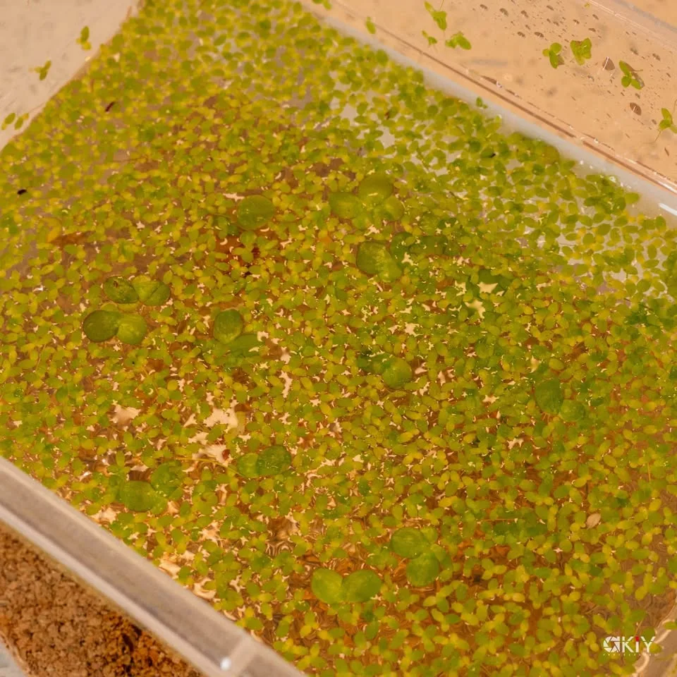 Aquarium floating plants image indicator(4)