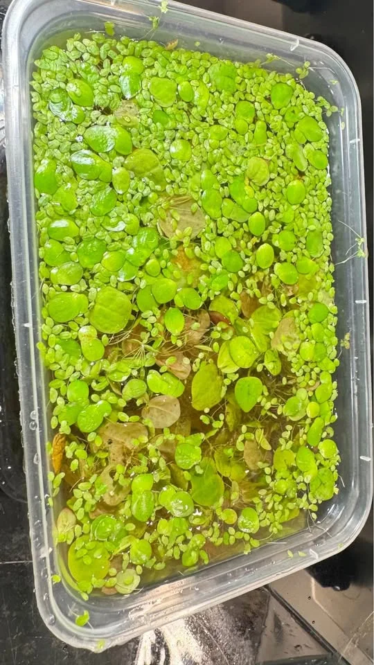 Aquarium floating plants image indicator(5)