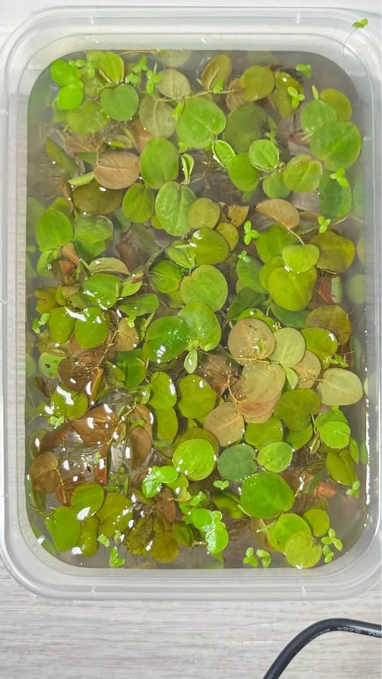 Aquarium floating plants image indicator(9)