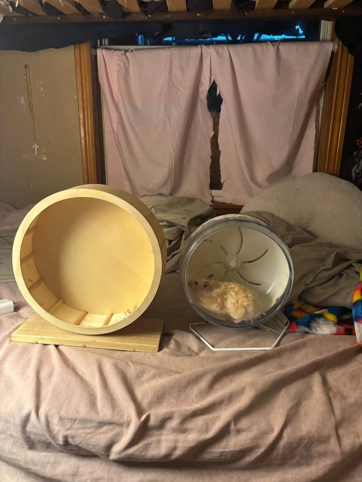 Hamster wheel (wood) - photo 4