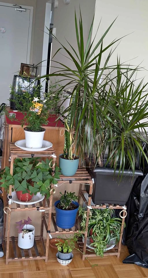 Plant stand - Wood Plant Shelf Outdoor Tiered Plant Rack