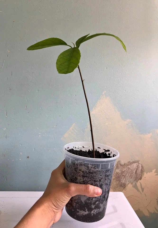 Árbol de Aguacate Avocado tree