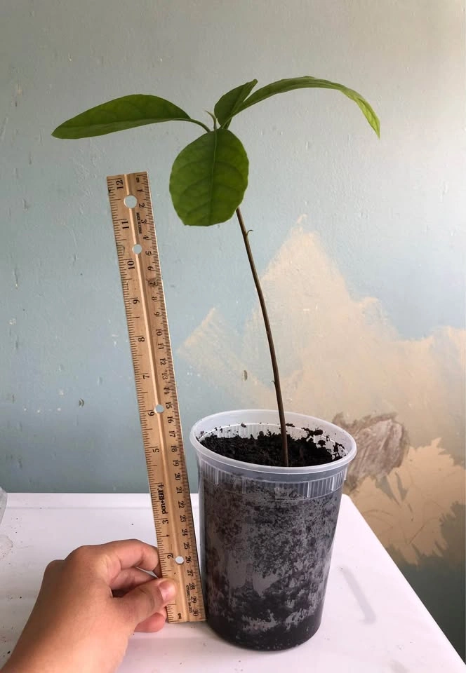 Árbol de Aguacate Avocado tree - photo 2