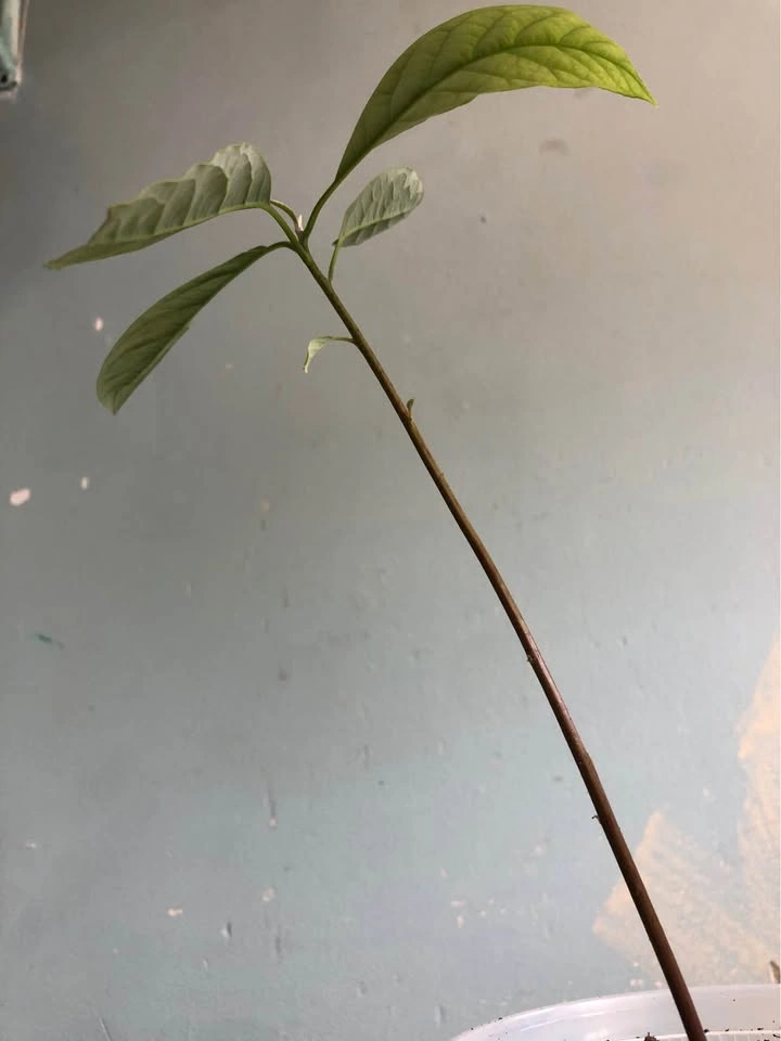 Árbol de Aguacate Avocado tree - photo 4