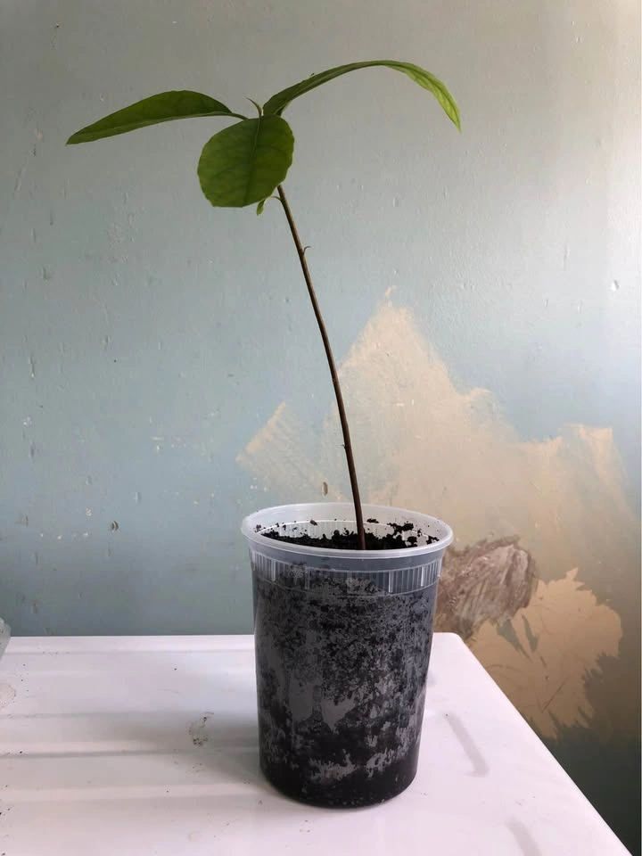 Árbol de Aguacate Avocado tree - photo 5