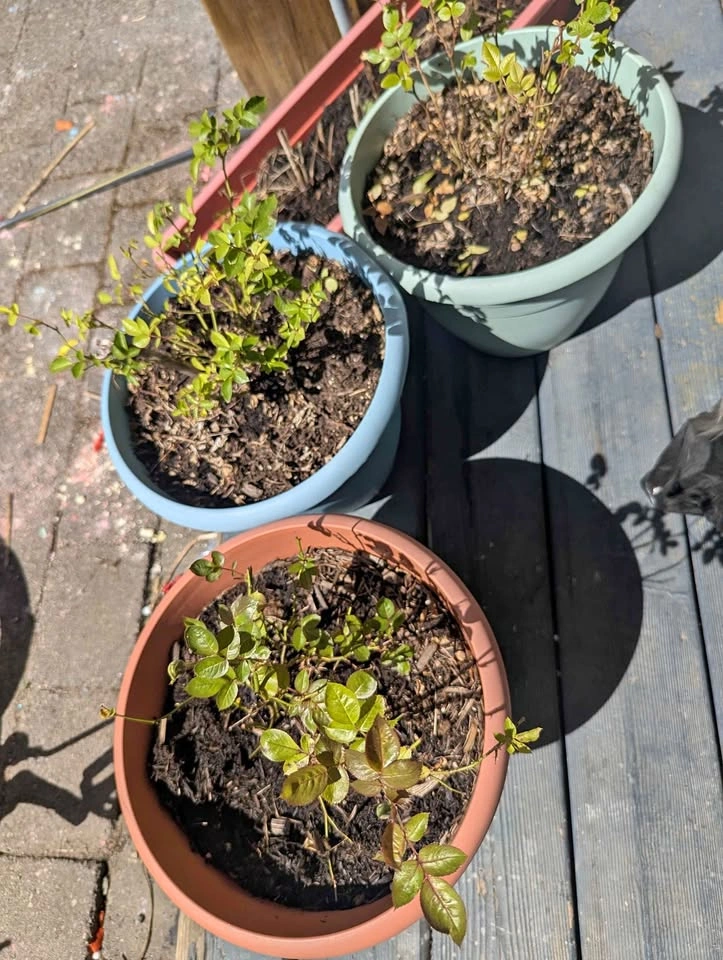 Potted miniature Roses