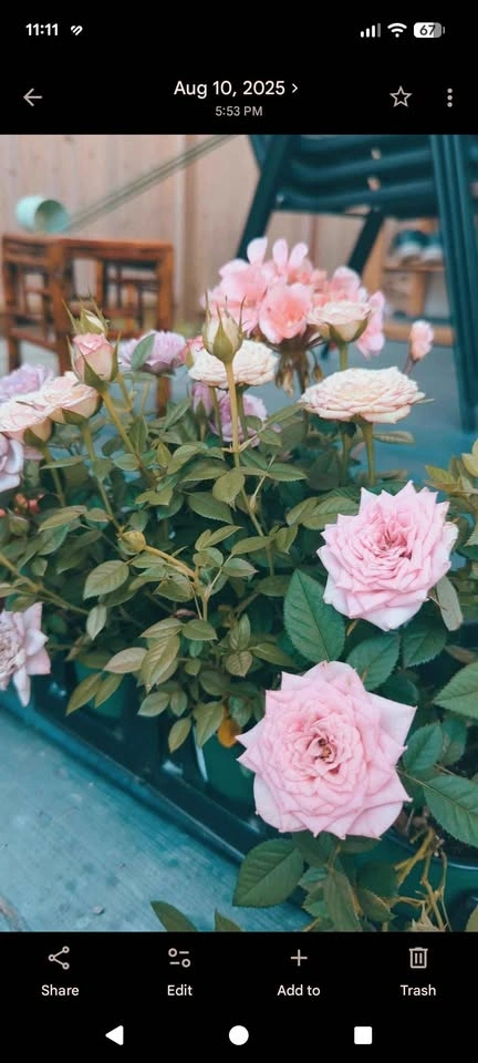 Potted miniature Roses - photo 2