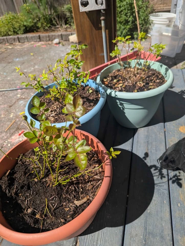 Potted miniature Roses - photo 3