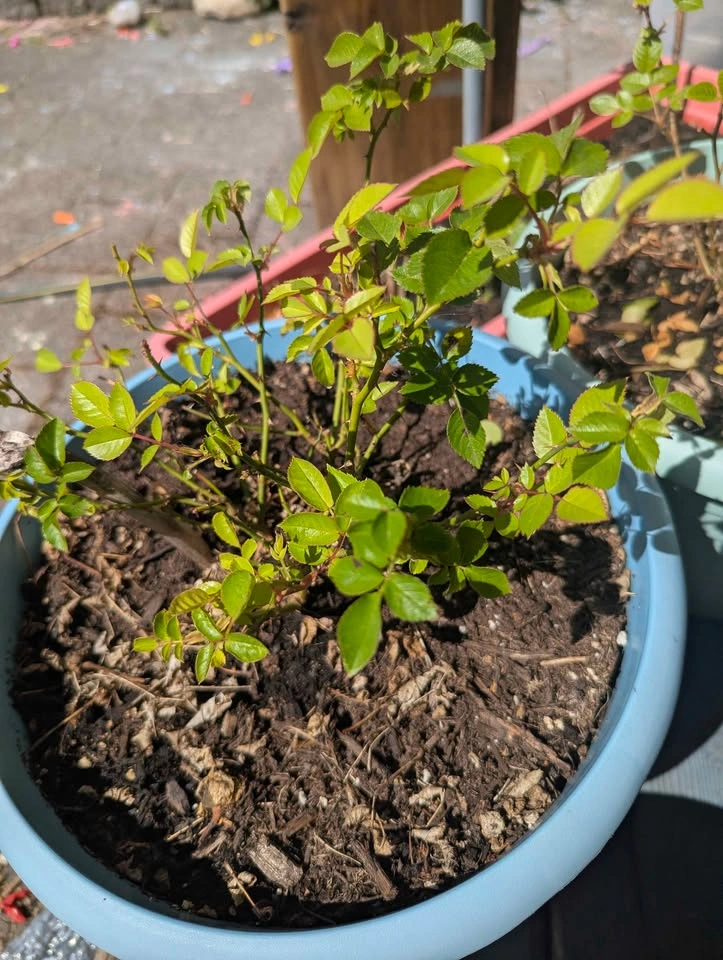 Potted miniature Roses - photo 4