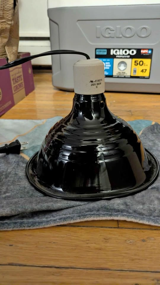 Reptile or Hedgehog Heat Lamp
