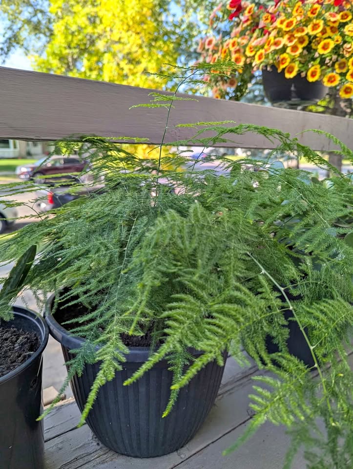 Plumosa Fern