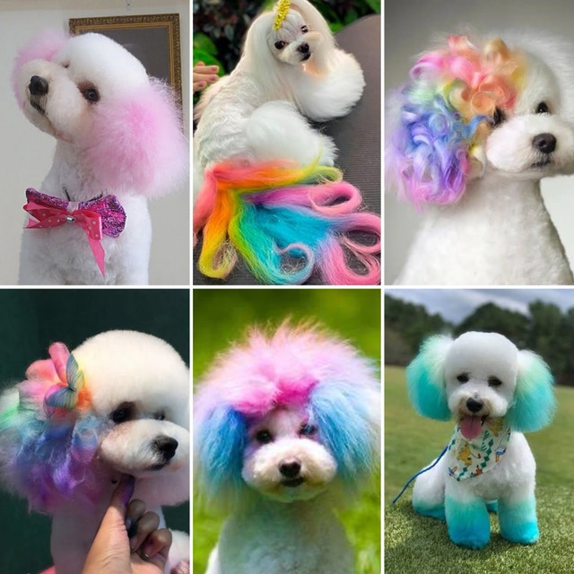 4 Brand New Pet Coloured Chalk Hair / Fur Fun Colouring Dye