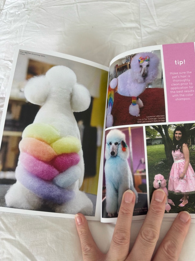 4 Brand New Pet Coloured Chalk Hair / Fur Fun Colouring Dye - photo 5