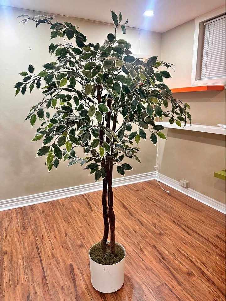 5.2ft Artificial Ficus Tree w/ Braided Wood Trunk