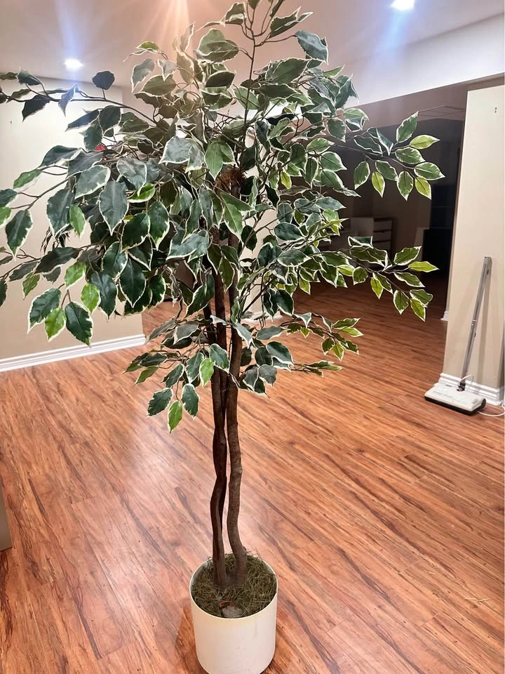 5.2ft Artificial Ficus Tree w/ Braided Wood Trunk - photo 2