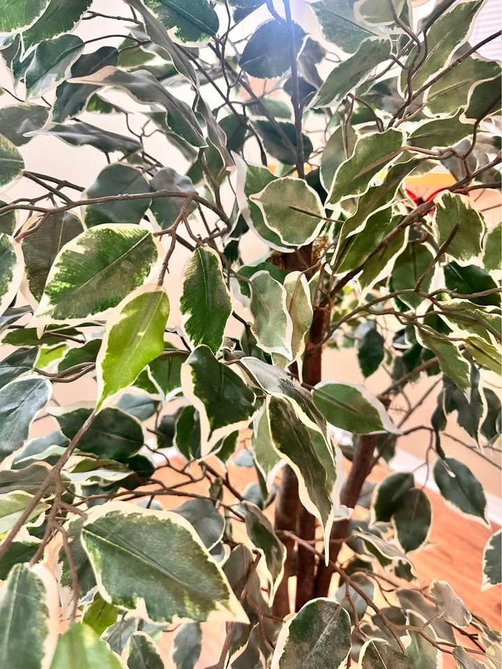 5.2ft Artificial Ficus Tree w/ Braided Wood Trunk - photo 4
