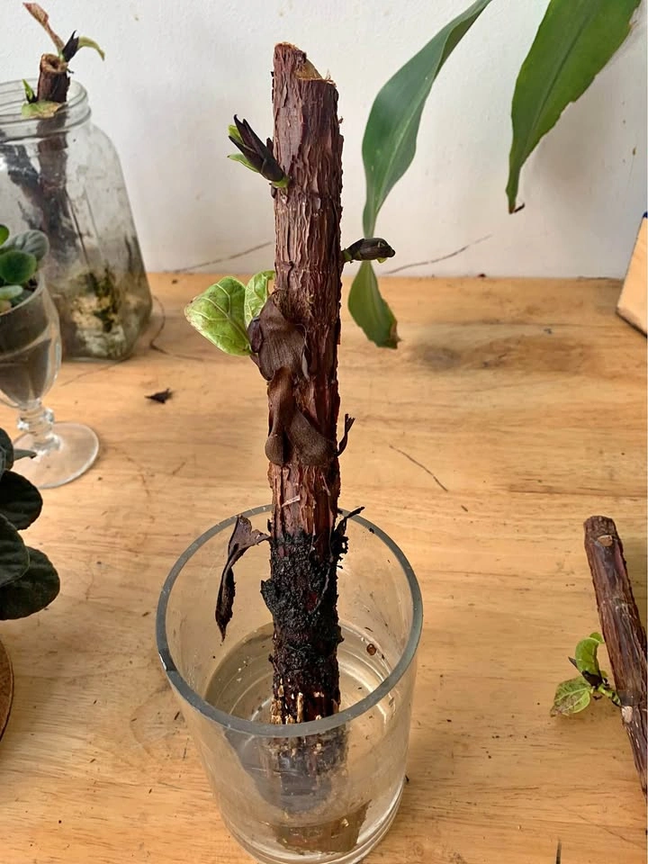 Fiddle leaf fig, plant for sale