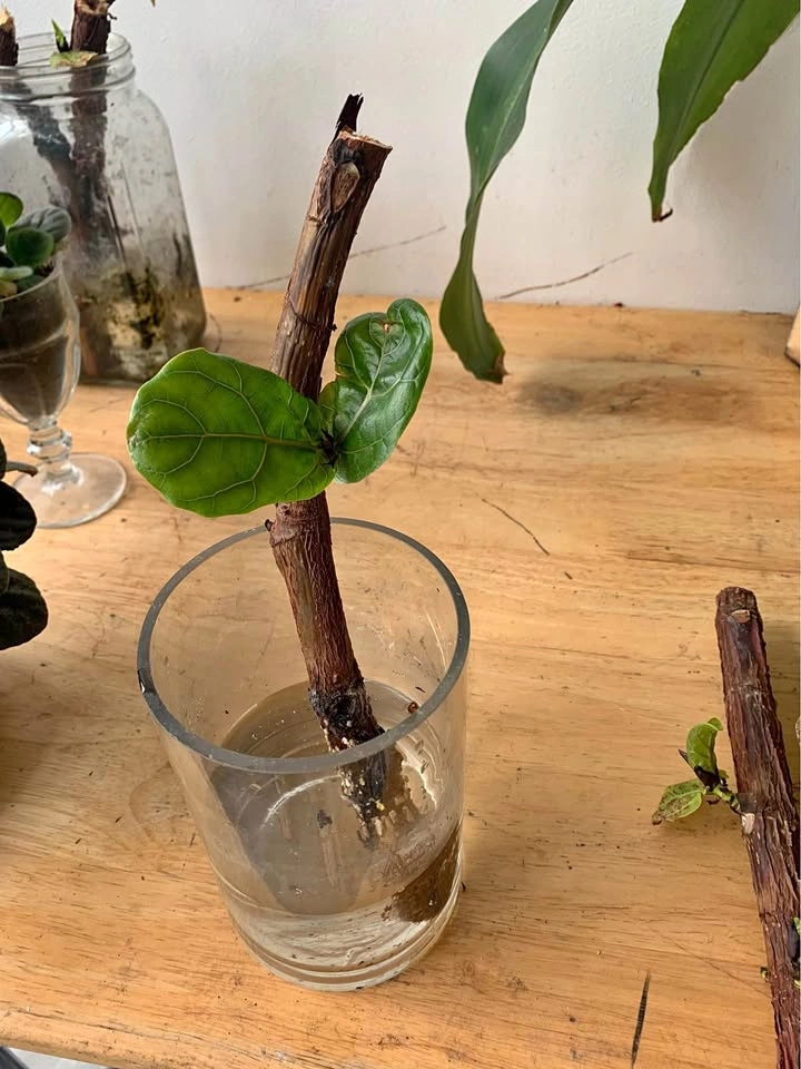 Fiddle leaf fig, plant for sale
