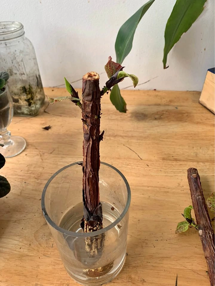 Fiddle Leaf Fig Plant