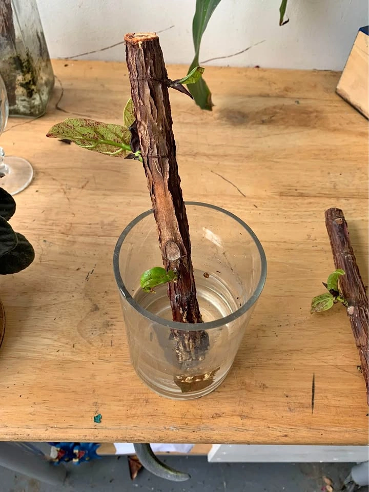 Fiddle leaf fig, plant for sale