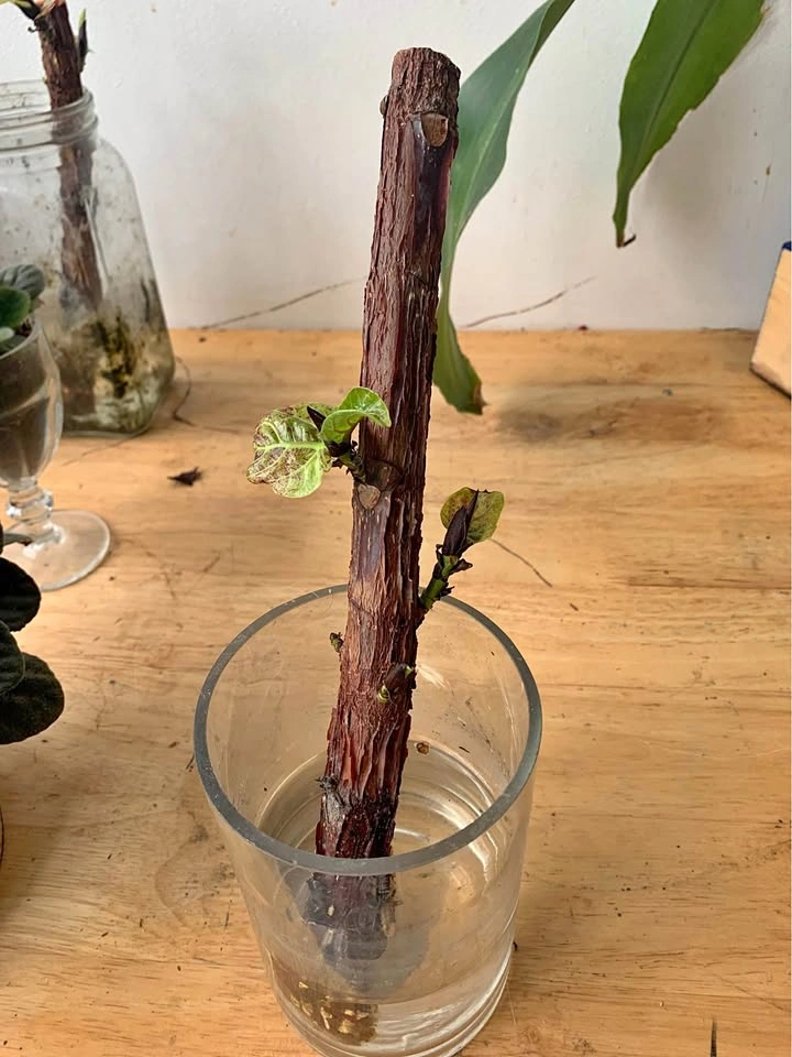 Fiddle leaf ficus, plant for sale