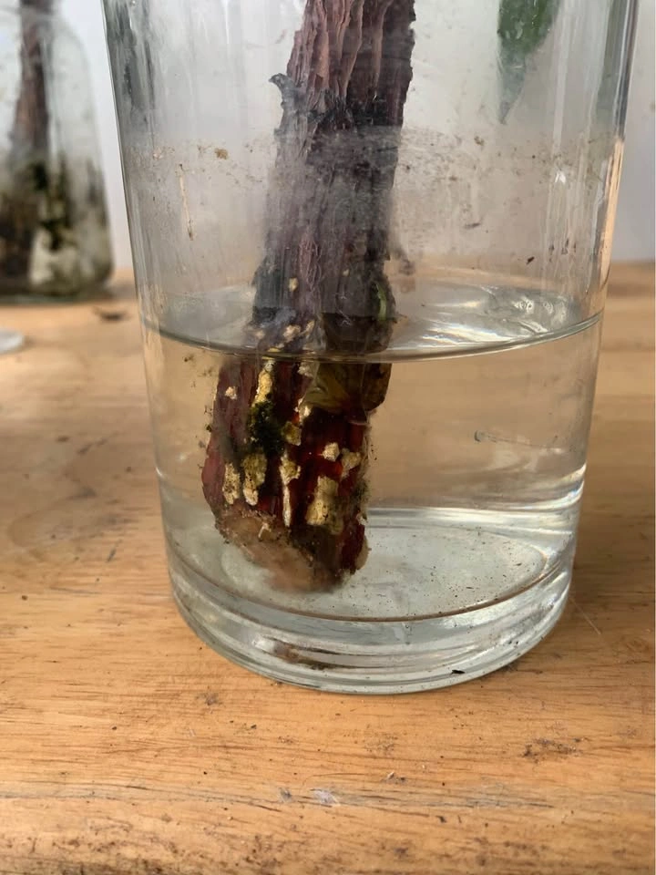 Fiddle leaf ficus, plant for sale - photo 2