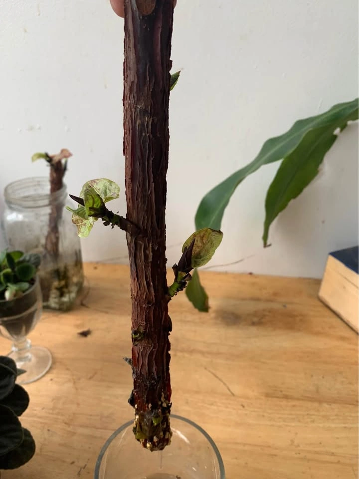 Fiddle leaf ficus, plant for sale - photo 3