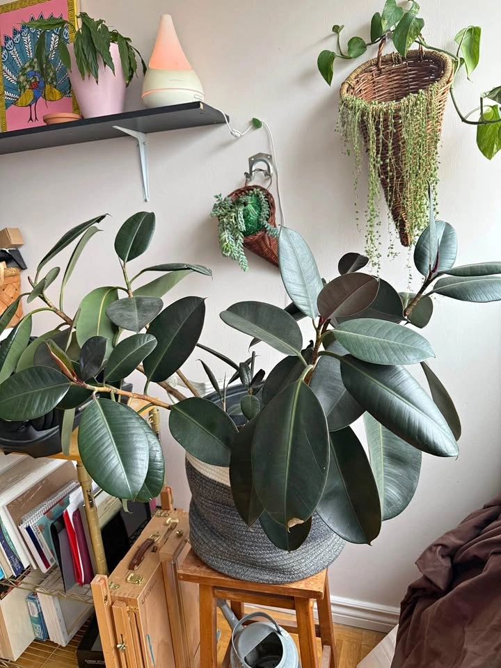 Large indoor plants for sale