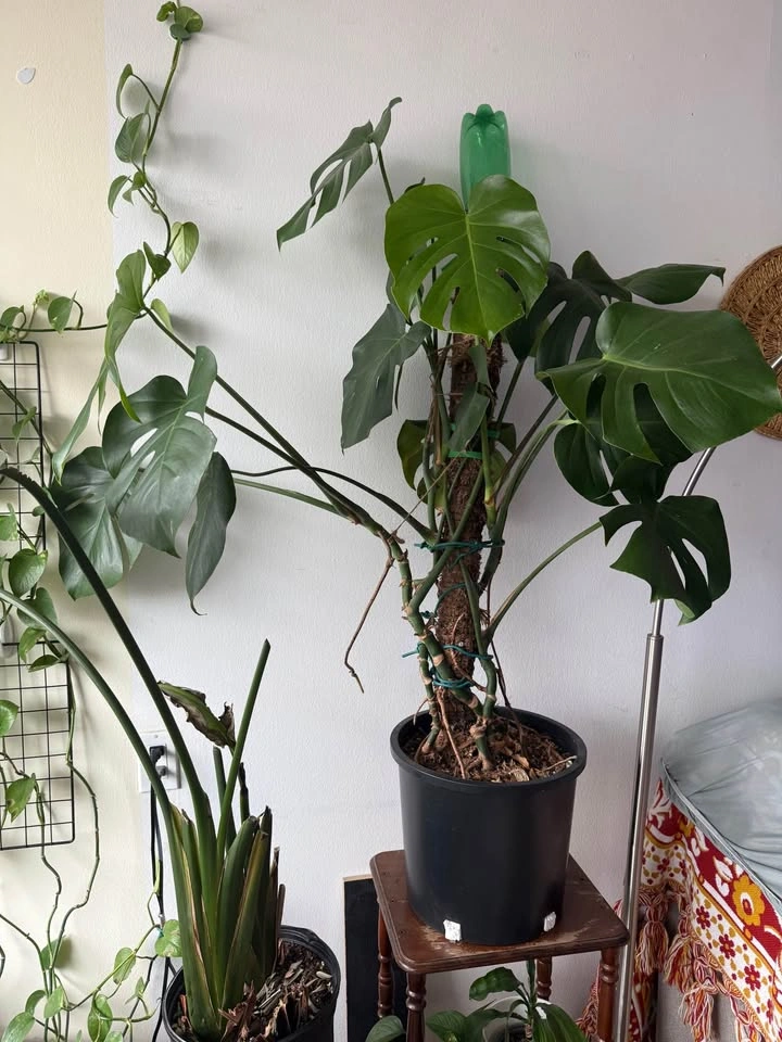 Large indoor plants for sale - photo 2